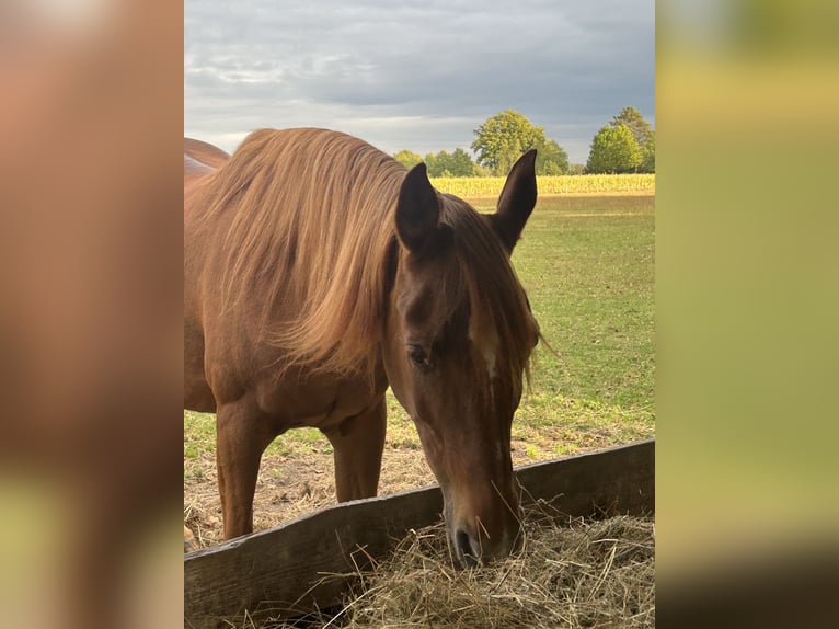 Árabe egipcio Yegua 21 años 154 cm Alazán-tostado in Gifhorn