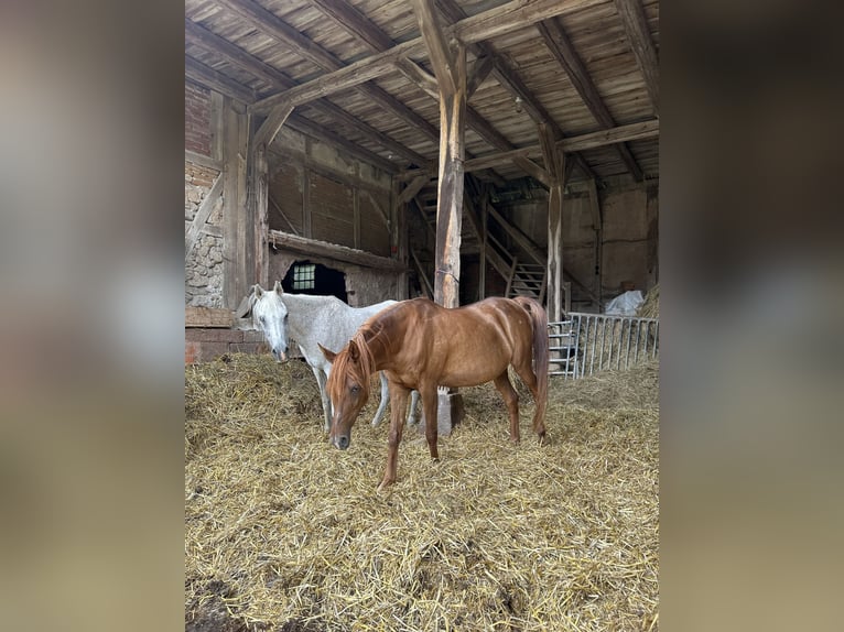 Árabe egipcio Yegua 21 años 154 cm Alazán-tostado in Gifhorn