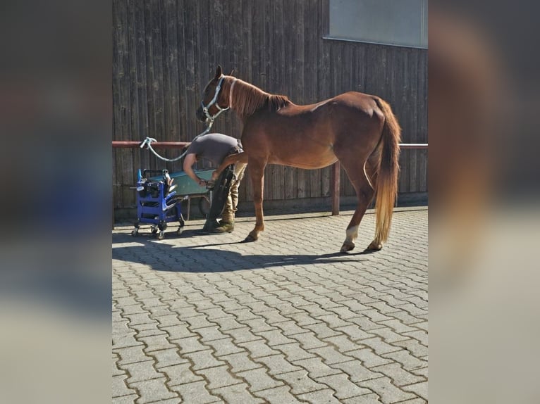 Árabe egipcio Yegua 21 años 155 cm Alazán in Niederaichbach