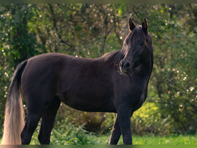Árabe egipcio Yegua 2 años 150 cm Negro in Biesdorf