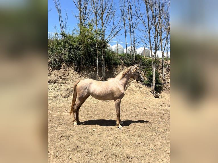 Árabe egipcio Yegua 2 años 155 cm Tordo in Vic