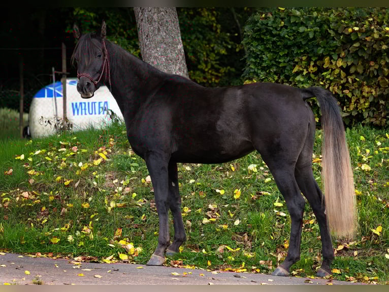 Árabe egipcio Yegua 3 años 150 cm Negro in Biesdorf