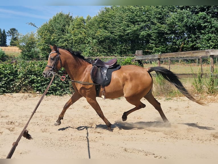 Árabe egipcio Yegua 3 años 154 cm Castaño in Boutersem