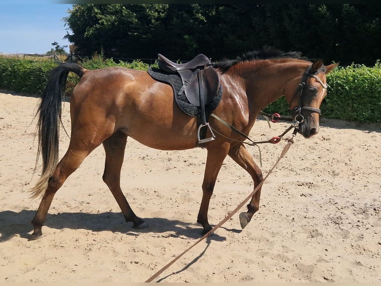 Árabe egipcio Yegua 3 años 154 cm Castaño in Boutersem