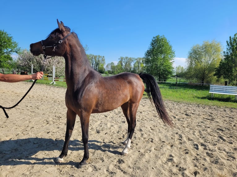 Árabe egipcio Yegua 3 años Castaño in Hetzenhausen