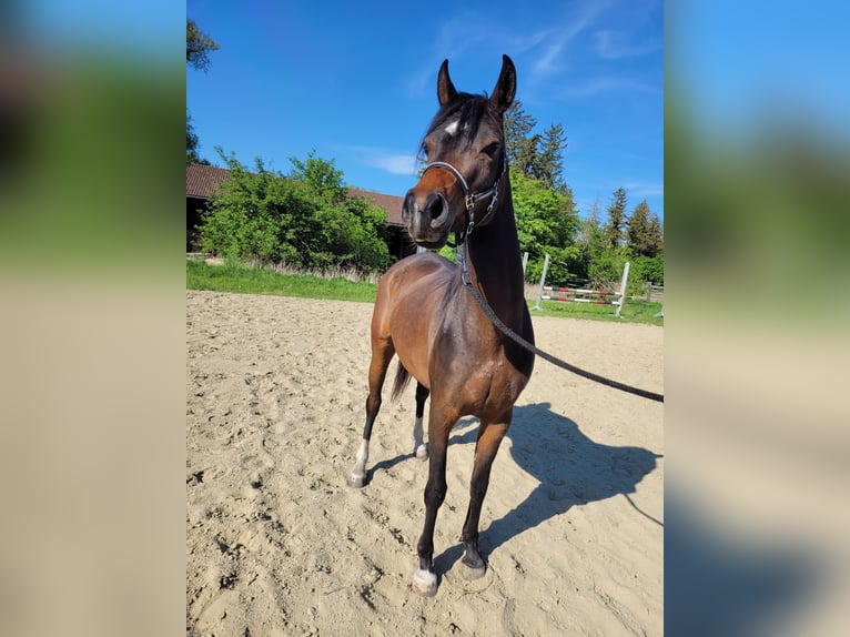 Árabe egipcio Yegua 3 años Castaño in Hetzenhausen