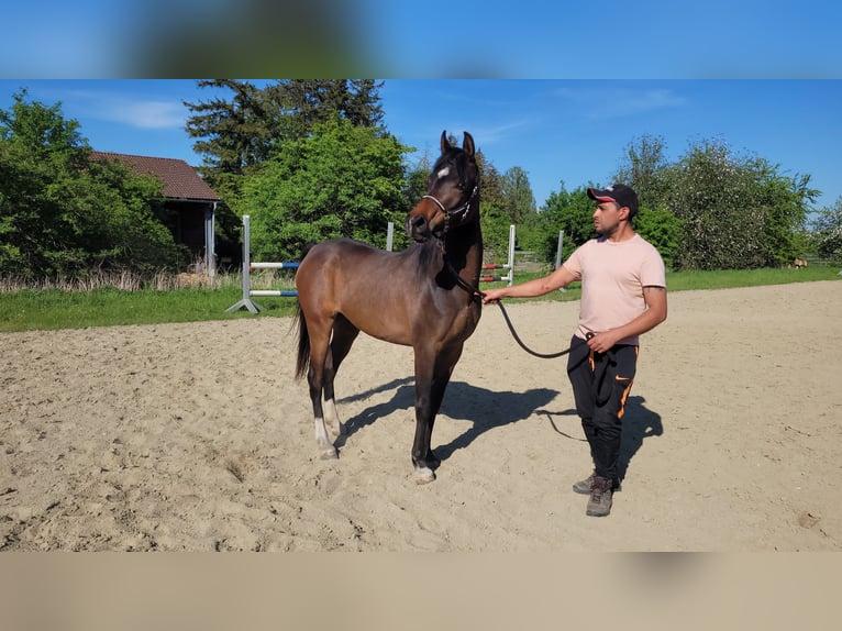 Árabe egipcio Yegua 3 años Castaño in Hetzenhausen