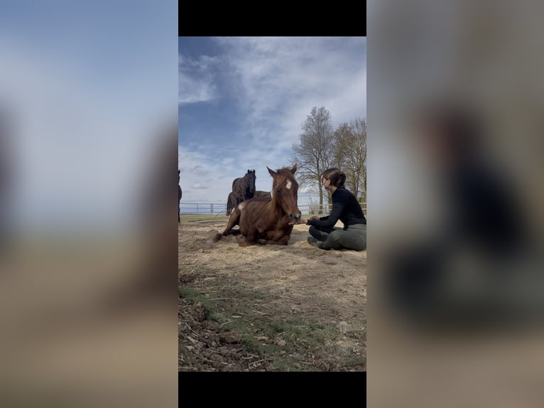 Árabe egipcio Yegua 4 años 150 cm Alazán in Kist