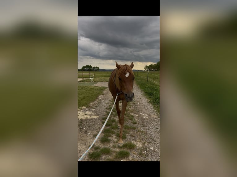 Árabe egipcio Yegua 4 años 150 cm Alazán in Kist