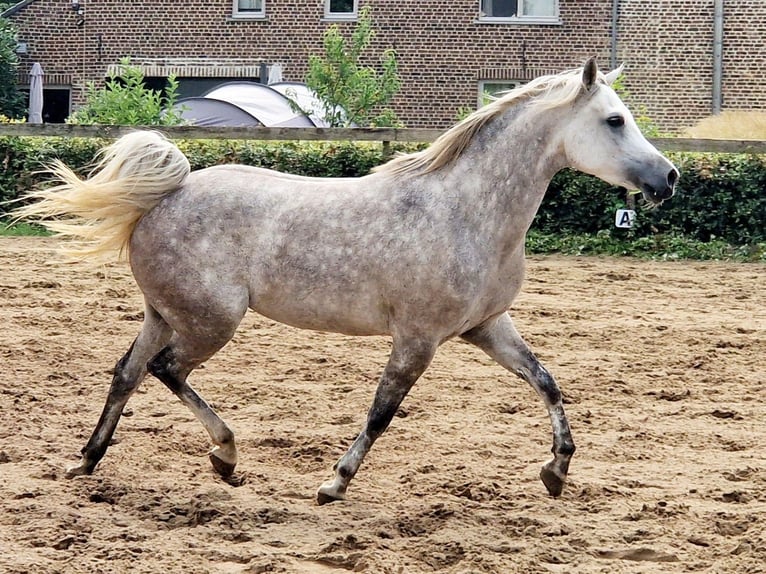 Árabe egipcio Yegua 5 años 147 cm Tordo picazo in Boutersem