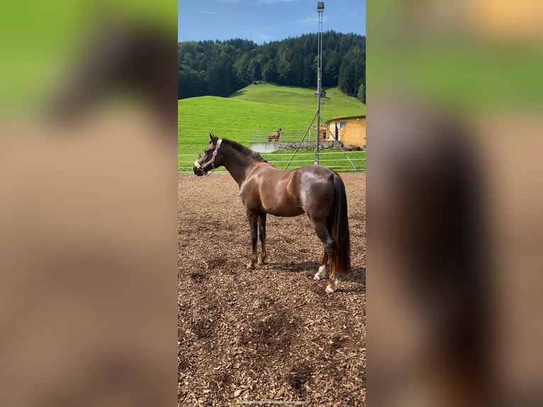 Árabe egipcio Mestizo Yegua 5 años 150 cm Alazán-tostado in Appenzell