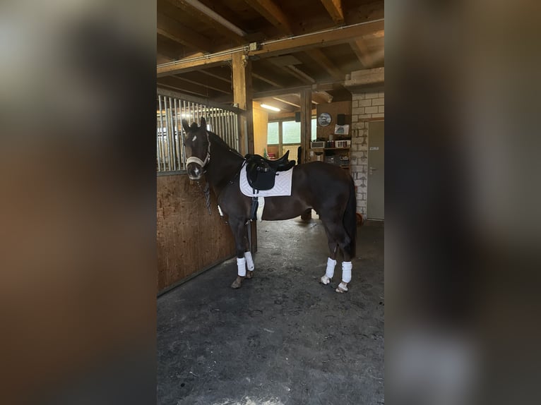 Árabe egipcio Mestizo Yegua 5 años 150 cm Alazán-tostado in Appenzell