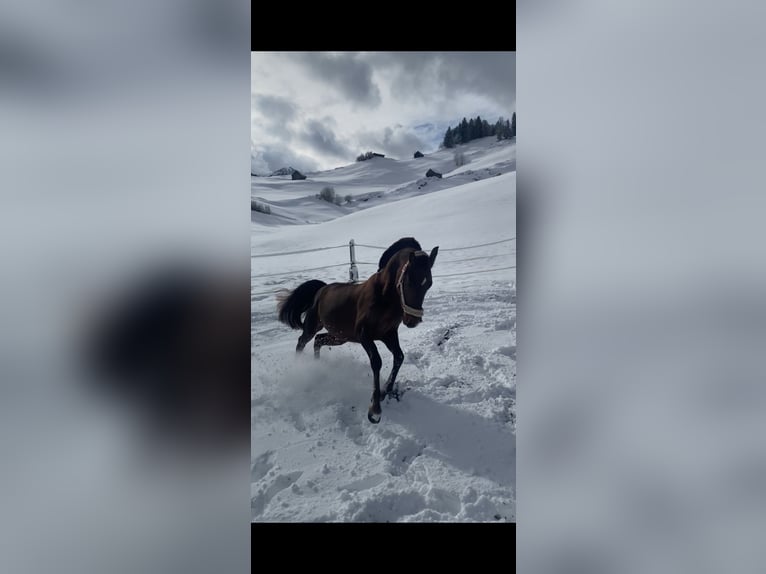 Árabe egipcio Mestizo Yegua 5 años 150 cm Alazán-tostado in Appenzell