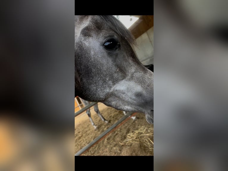 Árabe egipcio Yegua 5 años Tordo in Viareggio