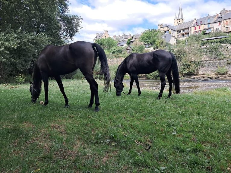 Árabe egipcio Yegua 6 años 154 cm Negro in Balingen