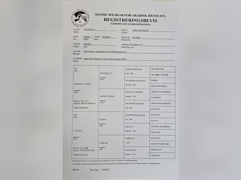 Árabe egipcio Yegua 6 años Tordo in Drag&#xF8;r