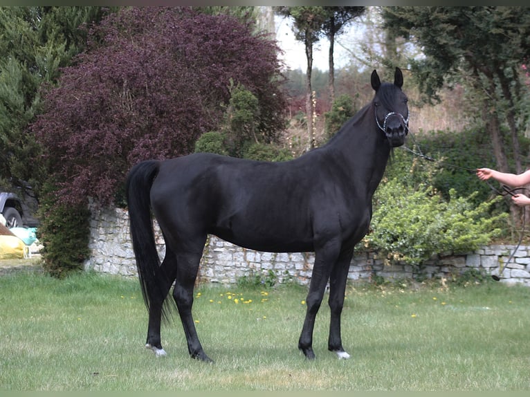 Árabe egipcio Yegua 7 años 150 cm Negro in Santok