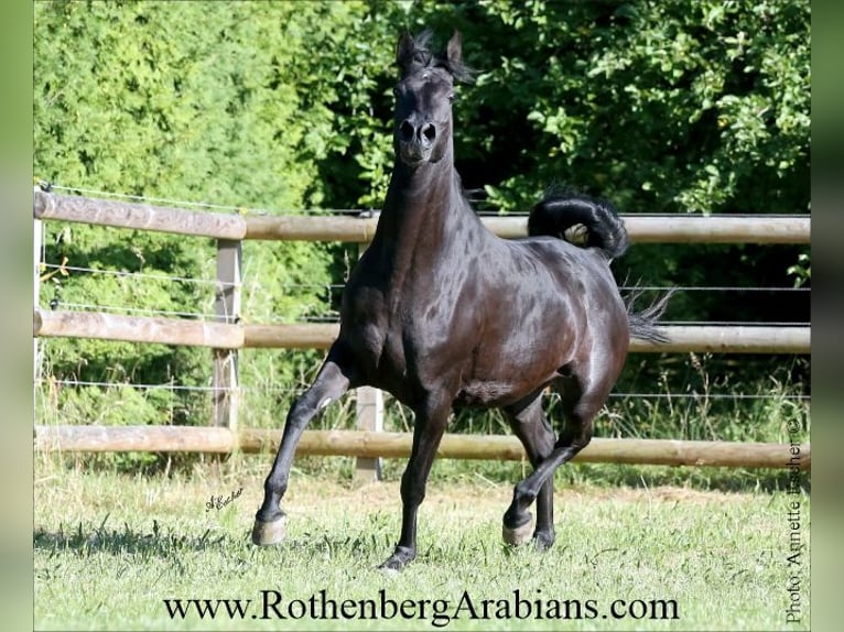 Árabe egipcio Yegua 7 años 153 cm Negro in Monheim