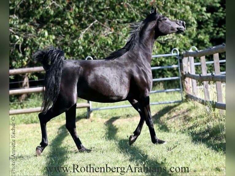 Árabe egipcio Yegua 7 años 153 cm Negro in Monheim