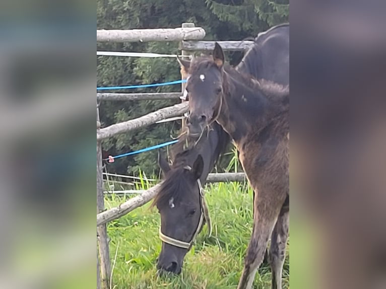 Árabe egipcio Yegua Potro (04/2024) Negro in Stallhofen