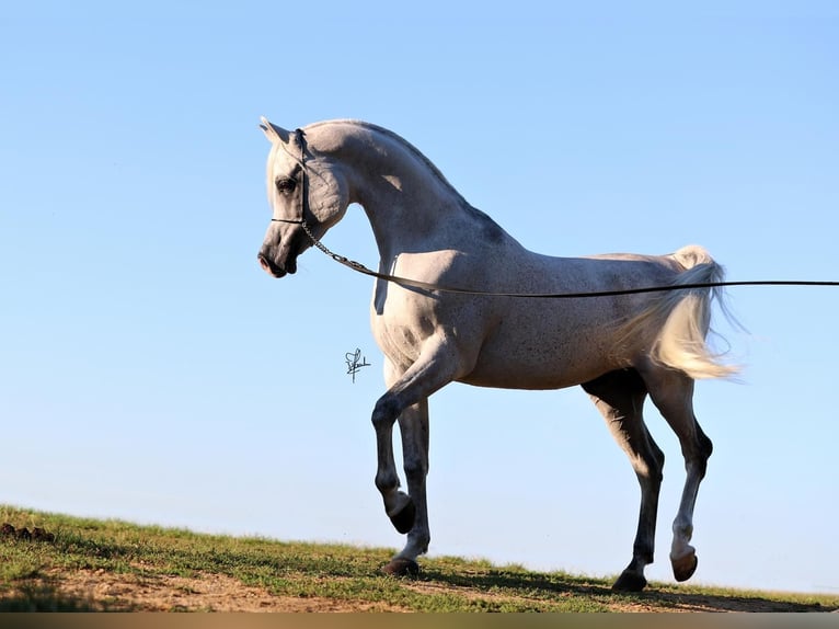 Arabe égyptien Étalon 12 Ans 155 cm Gris in Freudenberg