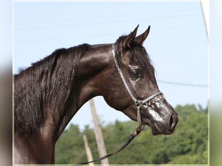 Arabe égyptien Étalon 12 Ans 157 cm Noir in A Coruña