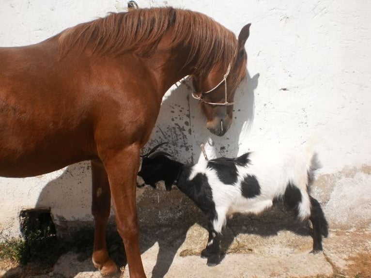 Arabe égyptien Étalon 14 Ans 60 cm Alezan in Imaz