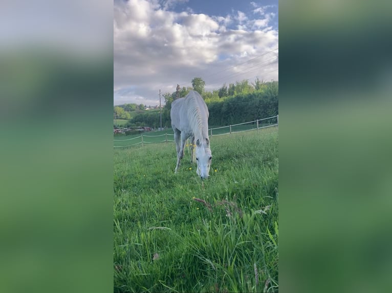 Arabe égyptien Étalon 14 Ans Gris moucheté in ZürichZürich