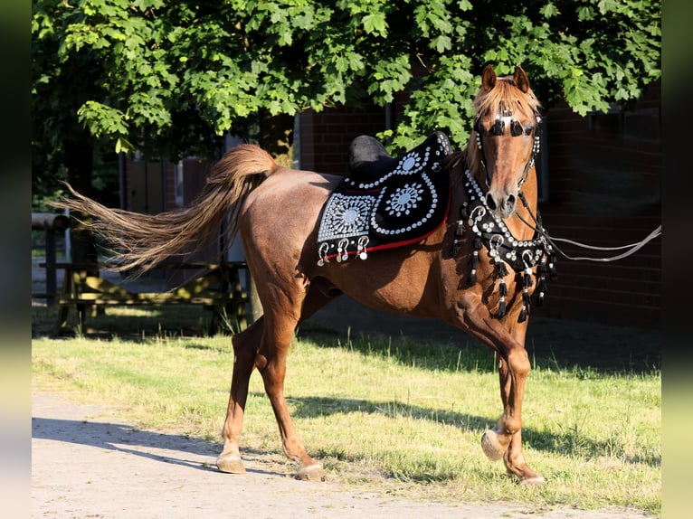 Arabe égyptien Étalon 18 Ans 154 cm Alezan in Walsrode