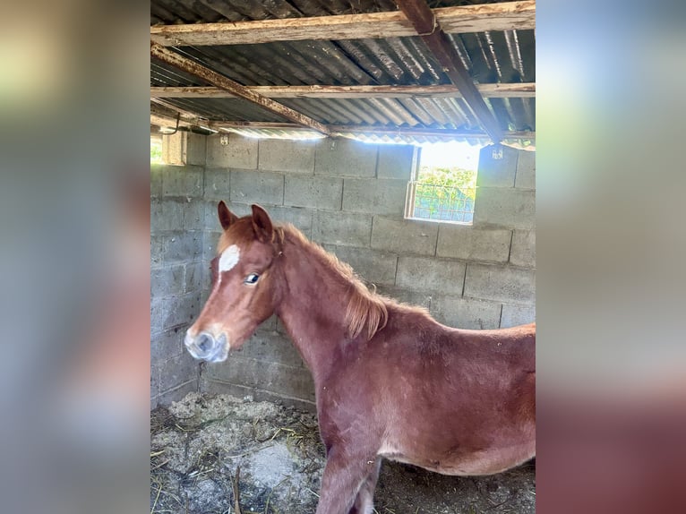 Arabe égyptien Étalon 1 Année 110 cm Alezan in Capri Leone