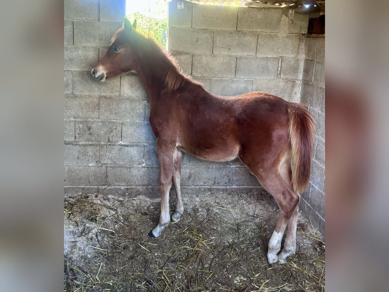 Arabe égyptien Étalon 1 Année 110 cm Alezan in Capri Leone