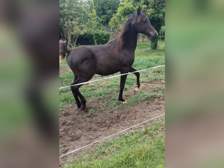 Arabe égyptien Étalon 1 Année 145 cm Noir in Quintan (Cecebre, Cambre) (Lugar)