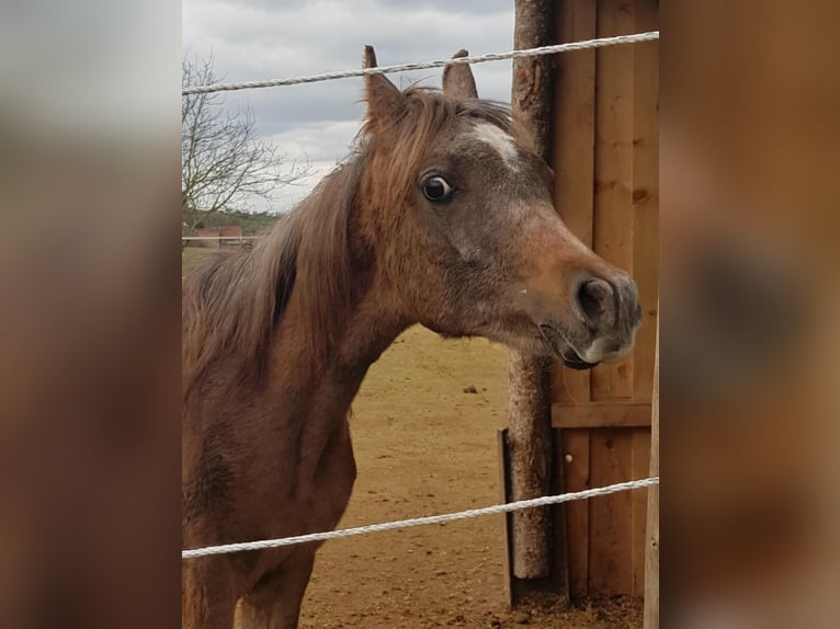 Arabe égyptien Étalon 1 Année 150 cm Gris in Hallgarten