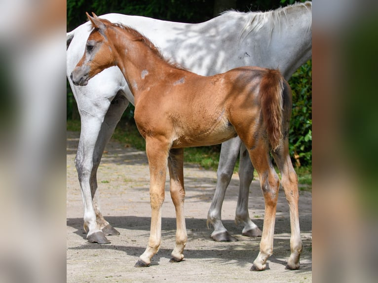 Arabe égyptien Étalon 1 Année 155 cm Peut devenir gris in Hulsel