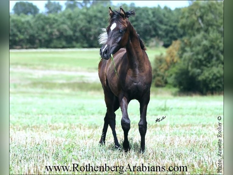 Arabe égyptien Étalon 1 Année 157 cm Noir in Monheim