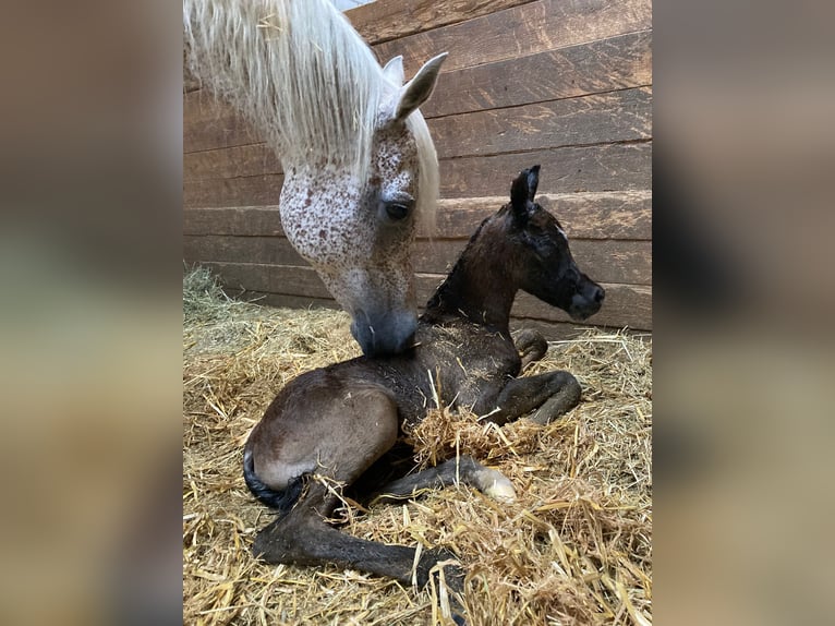 Arabe égyptien Étalon 1 Année 160 cm Gris moucheté in Dietikon