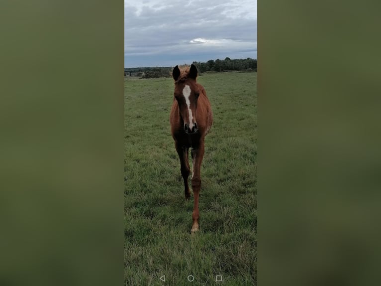 Arabe égyptien Étalon 1 Année Alezan cuivré in Bagnot