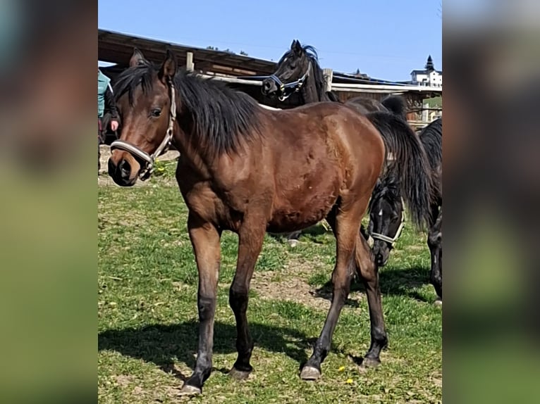 Arabe égyptien Étalon 1 Année Bai in Stallhofen