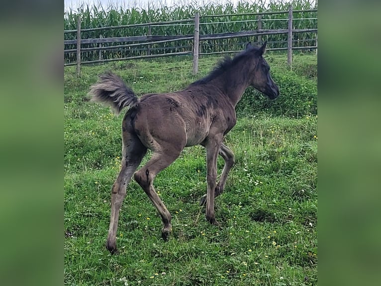Arabe égyptien Étalon 1 Année Noir in Stallhofen
