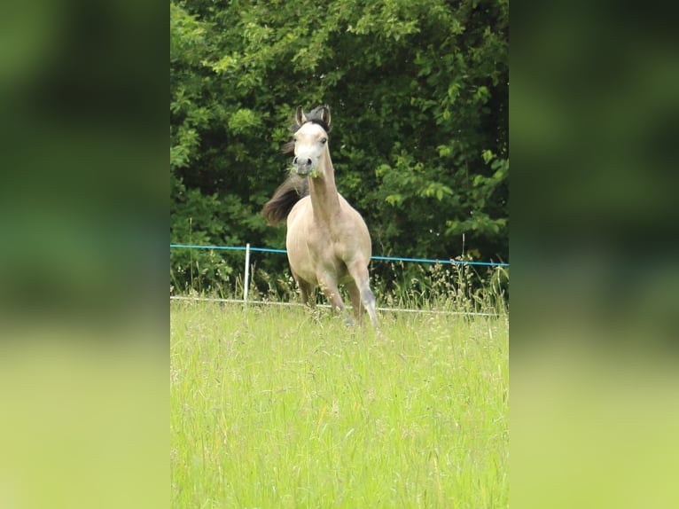 Arabe égyptien Étalon 2 Ans 145 cm Gris in Staufenberg