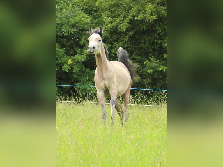 Arabe égyptien Étalon 2 Ans 145 cm Gris in Staufenberg