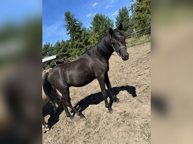 Arabe égyptien Croisé Étalon 2 Ans 148 cm Bai brun in Dallgow-Döberitz