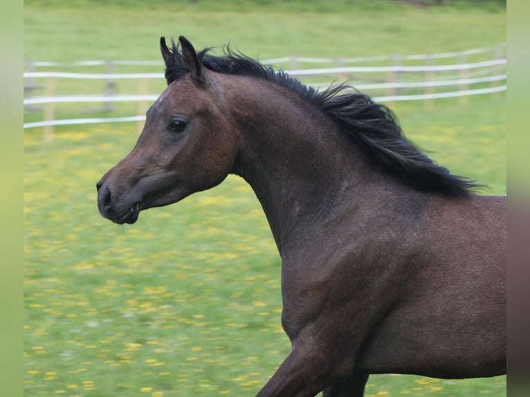 Arabe égyptien Étalon 2 Ans 152 cm Gris in Seßlach