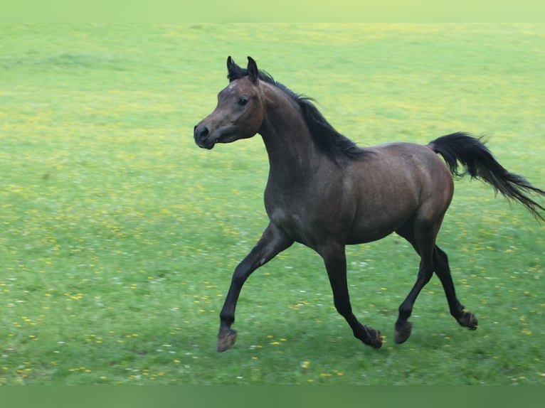 Arabe égyptien Étalon 2 Ans 152 cm Gris in Seßlach