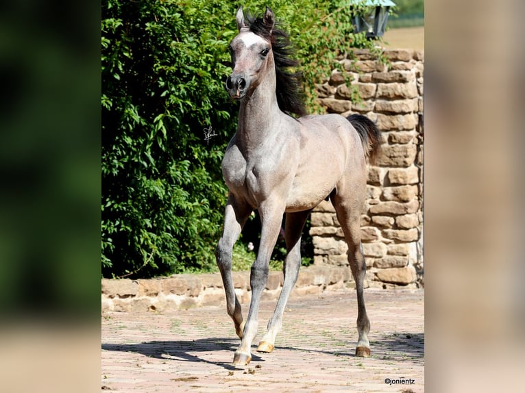 Arabe égyptien Étalon 2 Ans 155 cm Gris in Wassertrüdingen