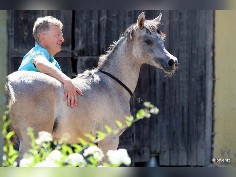 Arabe égyptien Étalon 2 Ans 155 cm Gris in WassertrüdingenWassertrüdingen