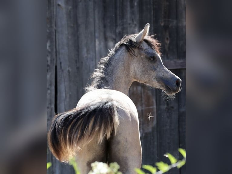 Arabe égyptien Étalon 2 Ans 155 cm Gris in WassertrüdingenWassertrüdingen