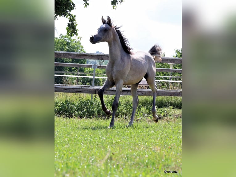 Arabe égyptien Étalon 2 Ans 155 cm Gris in WassertrüdingenWassertrüdingen