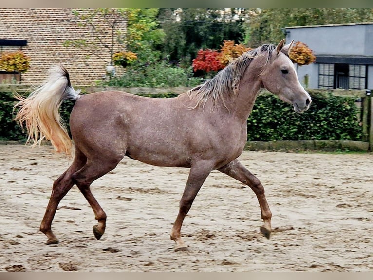 Arabe égyptien Étalon 2 Ans 158 cm Gris moucheté in Willebringen