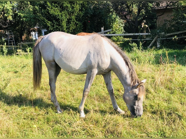 Arabe égyptien Étalon 2 Ans Gris in Dörverden